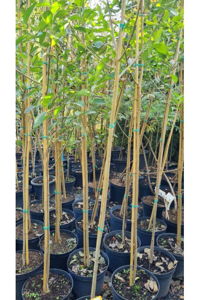 Верба п’ятитичинкова - контейнерні дерева